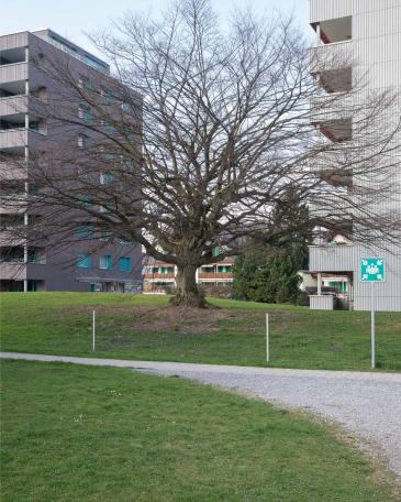 Conversion of apartment buildings on Baumgarten in Tann Environment with trees